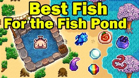 best fish for the fish pond stardew